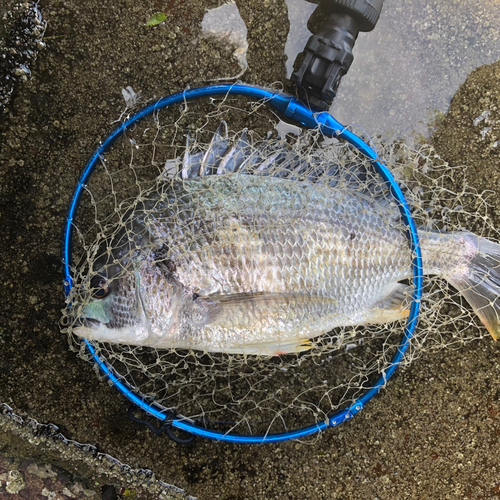 キビレの釣果