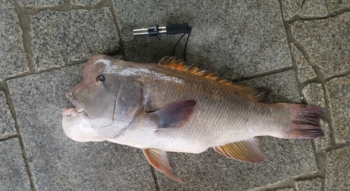 コブダイの釣果