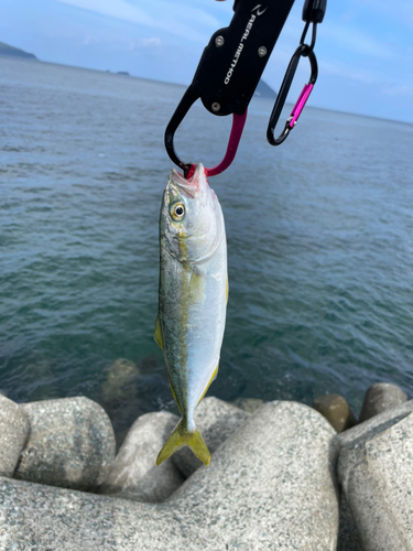 ツバスの釣果