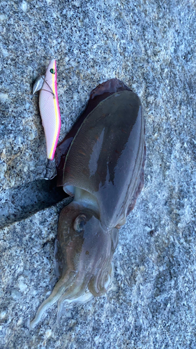 モンゴウイカの釣果