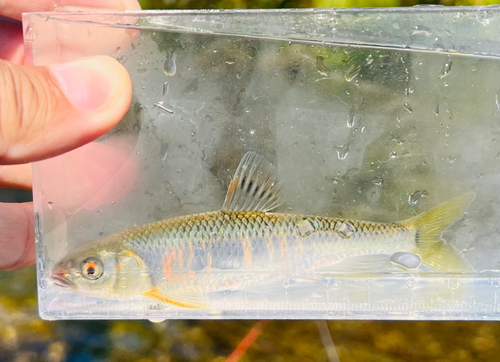 オイカワの釣果