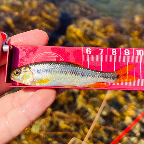 カワムツの釣果