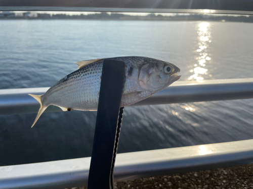 コノシロの釣果