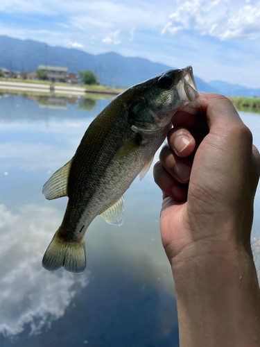 ラージマウスバスの釣果