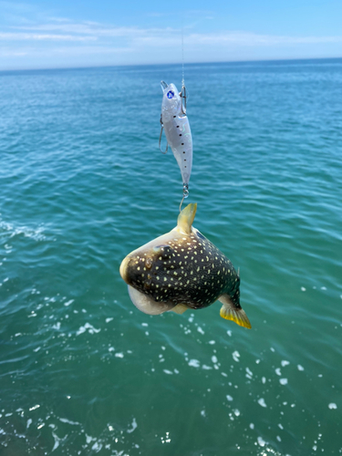 クサフグの釣果