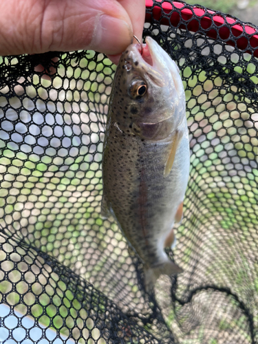 ニジマスの釣果