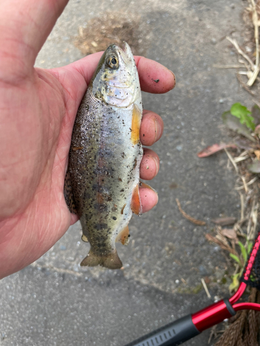 ニジマスの釣果