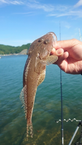 コチの釣果