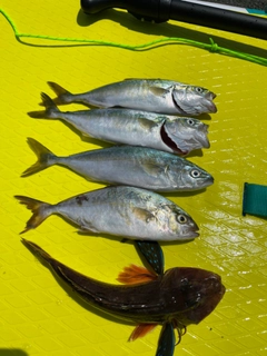 ショゴの釣果