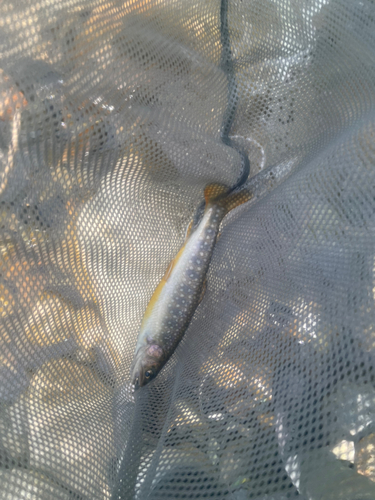 イワナの釣果