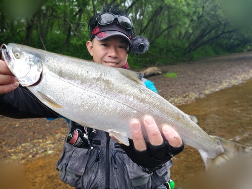 サクラマスの釣果