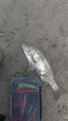 セイゴ（ヒラスズキ）の釣果