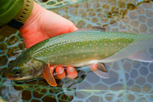 ミヤベイワナの釣果