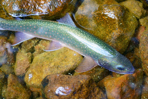 ミヤベイワナの釣果