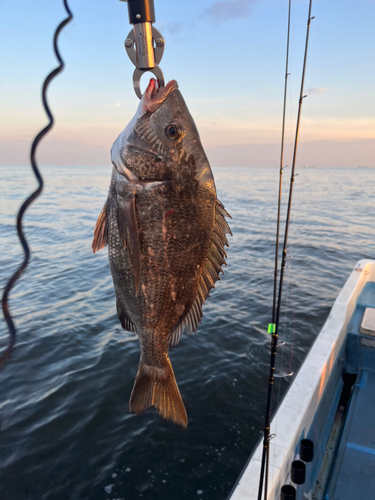 チヌの釣果