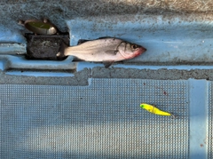 ヒラスズキの釣果