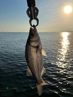 ヒラスズキの釣果