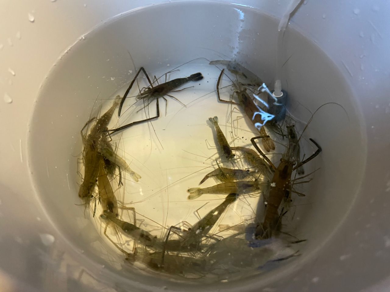 テナガエビ