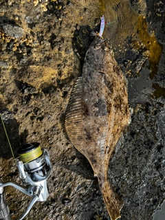 ヒラメの釣果