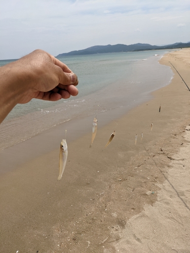 キスの釣果