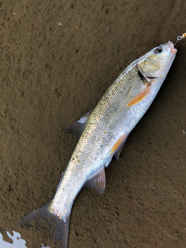 ウグイの釣果