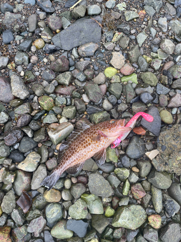 オオモンハタの釣果