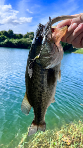 ブラックバスの釣果