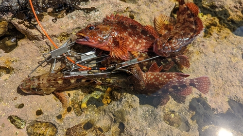 カサゴの釣果