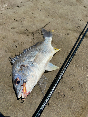 キビレの釣果