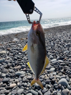 ショゴの釣果