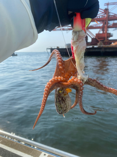 マダコの釣果