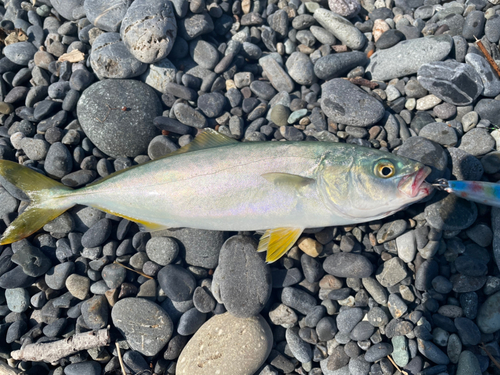 ワカシの釣果