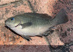 メジナの釣果