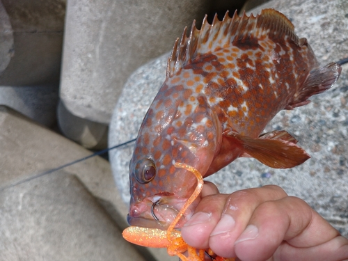 キジハタの釣果