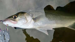 フッコ（マルスズキ）の釣果