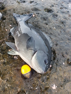 クロの釣果