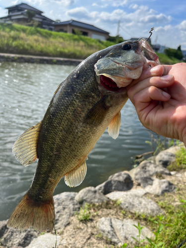 ブラックバスの釣果