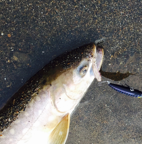 アメマスの釣果