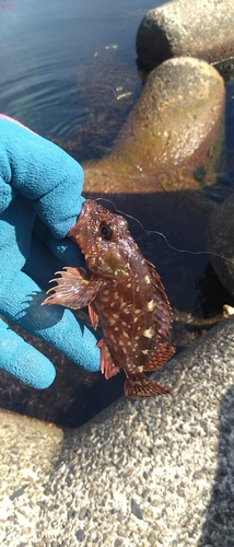 カサゴの釣果