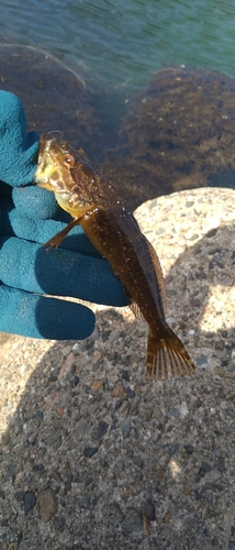 ハゼの釣果