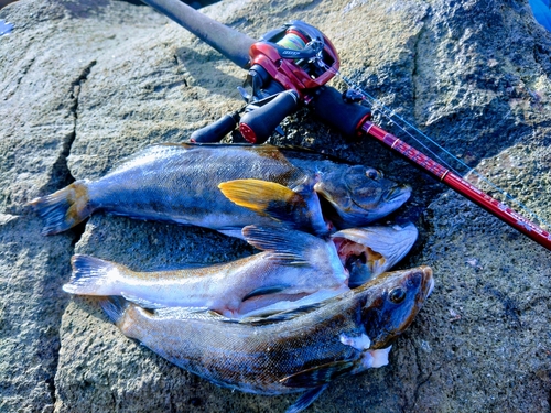 アイナメの釣果