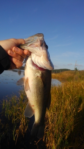 釣果