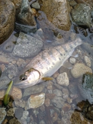 アマゴの釣果