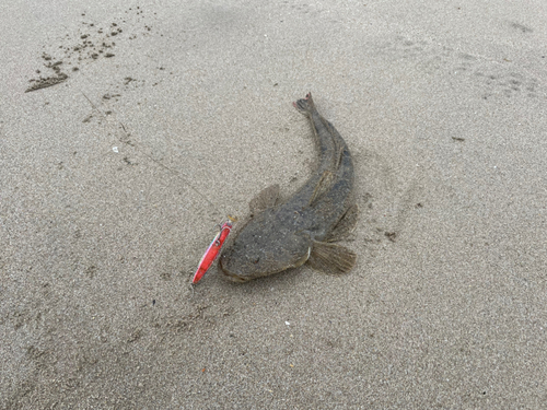 マゴチの釣果