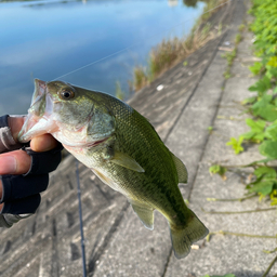 宇治金時の釣果