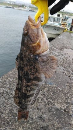 アイナメの釣果