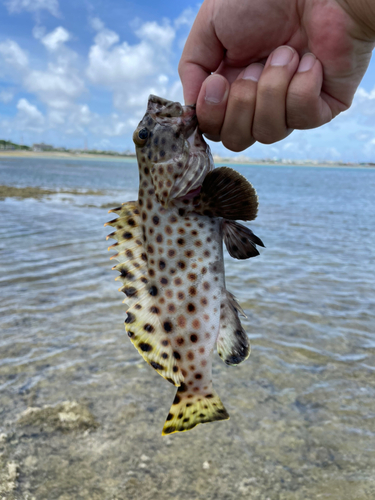 ヒトミハタの釣果