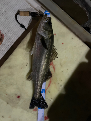 シーバスの釣果