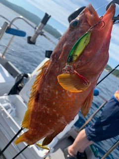 アコウの釣果