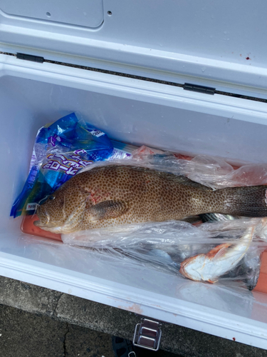 オオモンハタの釣果